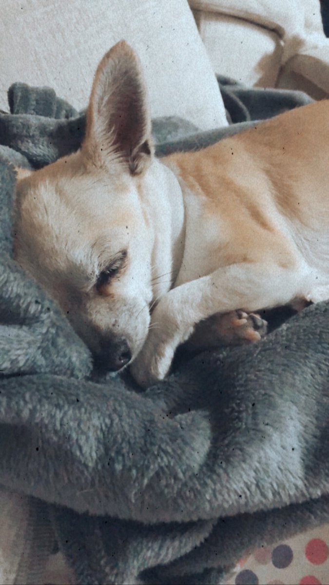 𝐑 𝐀 𝐐 𝐔 𝐄 𝐋 🦋 tweet media