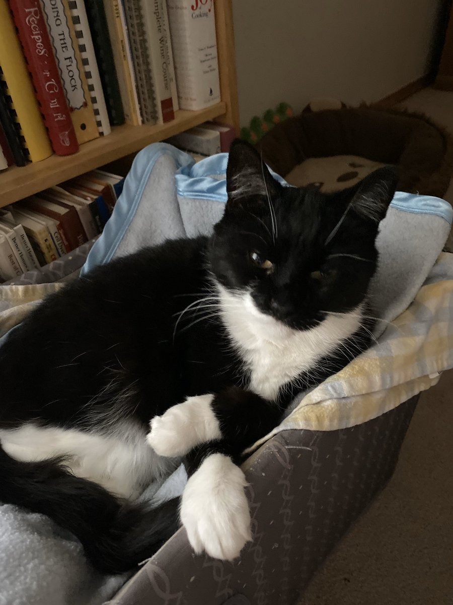 PoconoHYanulus's tweet photo. Happy #NationalPetDay #AdoptDontShop #PepperLife #HemiLife #Caturday #cats https://t.co/WUo6QMMslQ