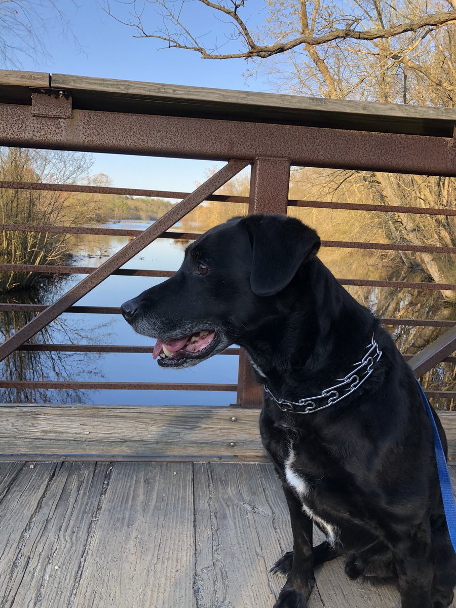 grad_ash's tweet photo. @DHS_PhysEd one of these days I’ll remember to track the whole walk😆🐶 https://t.co/yuts4cKZRz