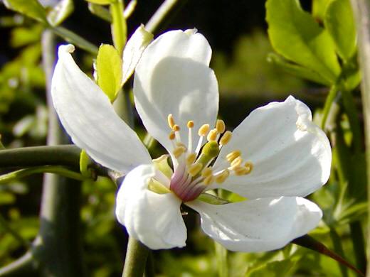 もも おはようございます 4 12誕生花 カラタチ 花言葉 心にしみる 別名キコク 日本で植えられている柑橘類の台木の殆どがカラタチの木になります 鋭い刺も特徴の一つですが 刺一つに花一つ咲くそうです この木には悠揚と言う 花言葉があり 大きく