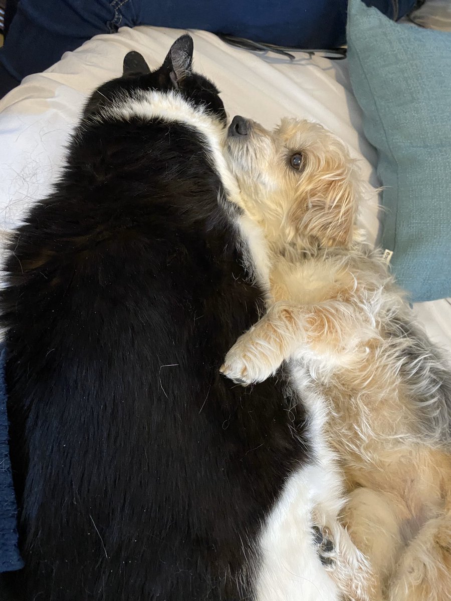 Dr. Tom D'Amico tweet media