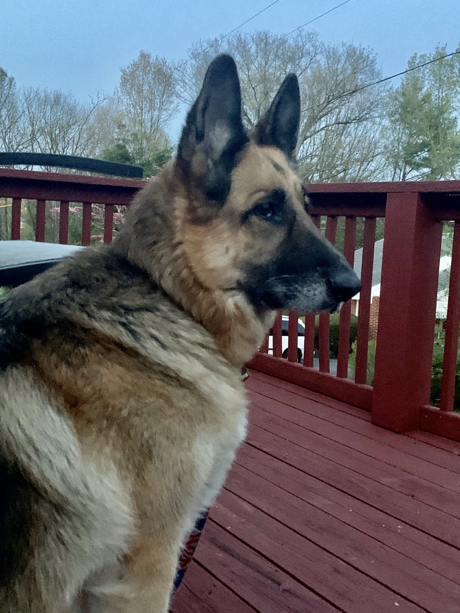 CoachDBLawson's tweet photo. #AlwaysOnGuard #Millie #GermanShepherd #Loyal
#GuardDogLife https://t.co/TWIpv3eHAf