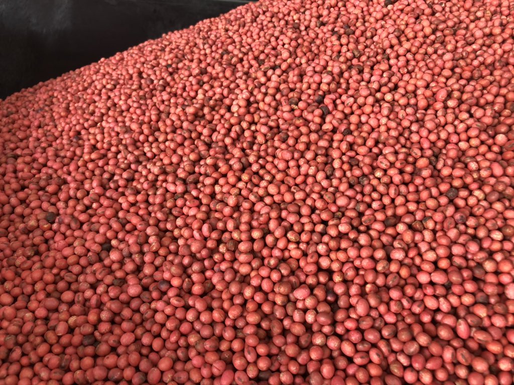 StroySeed's tweet photo. Treated some high yielding 34EA12 and go anywhere 32EA21 @StineSeed soybeans today with some @HeadsUp_ST and #BioSt from @unified_ag for SDS and WM protection season long.   Let us know if we can help you out with #plant20.  We treat others soybeans too! https://t.co/tZHCdmKe0u