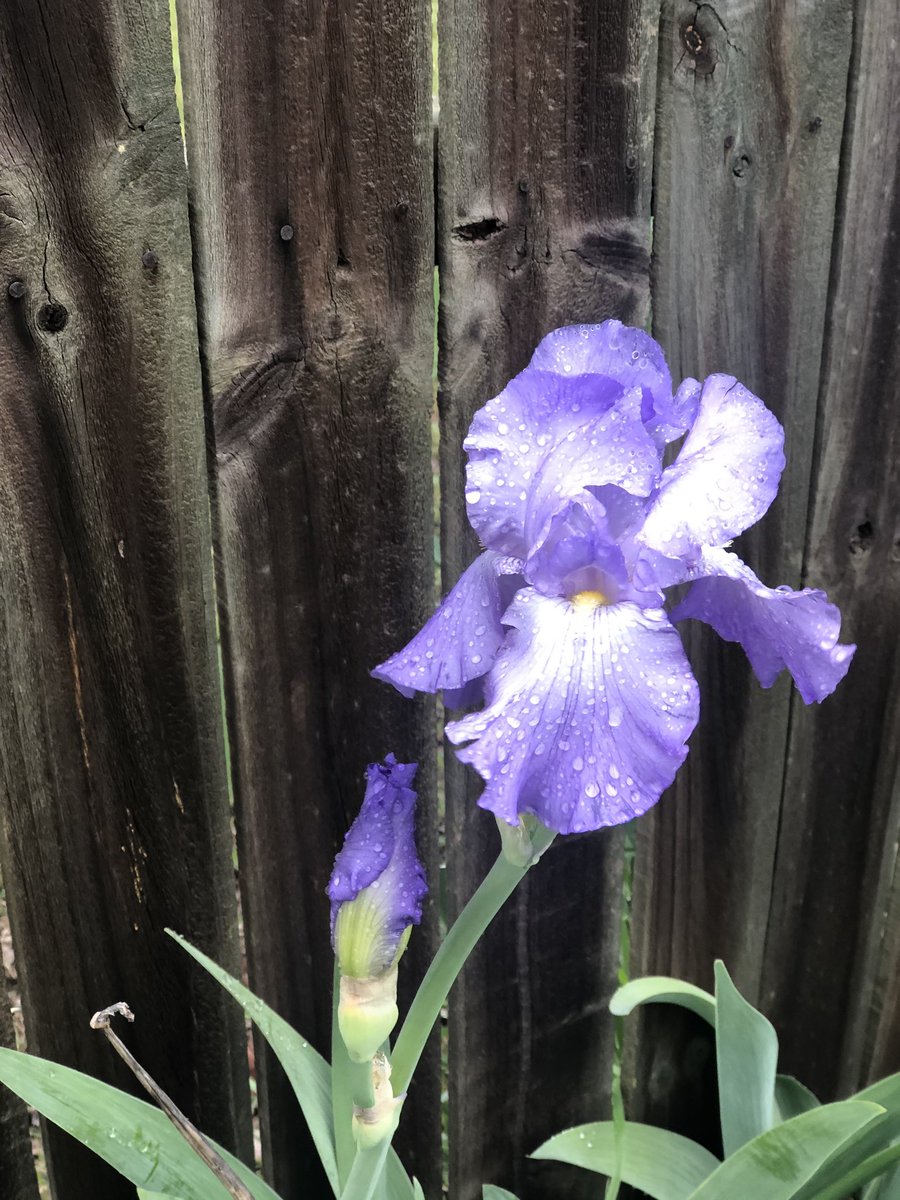 Palmer1205's tweet photo. Backyard observations https://t.co/WRFs4PNLU3