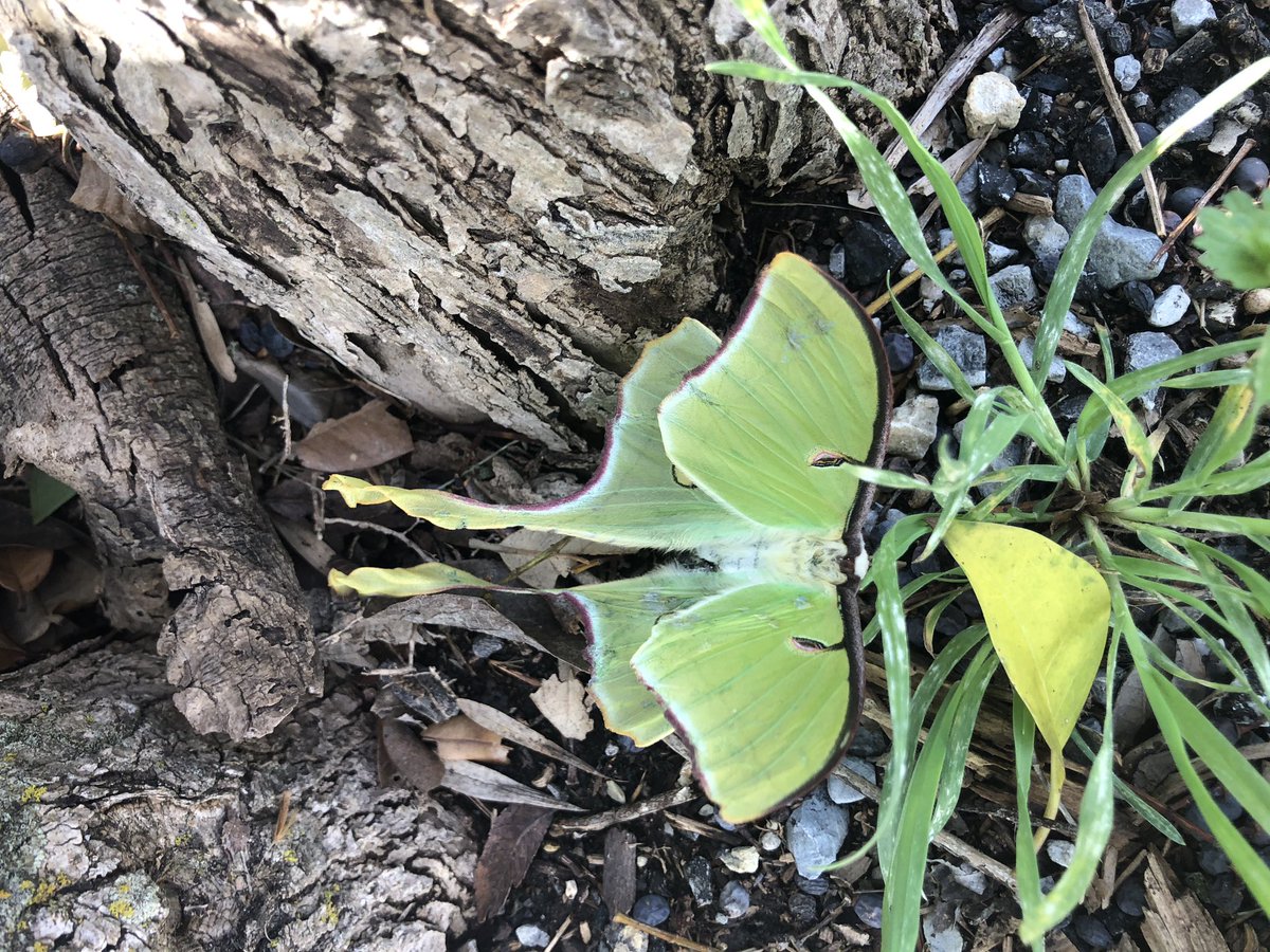 Palmer1205's tweet photo. Backyard observations https://t.co/WRFs4PNLU3