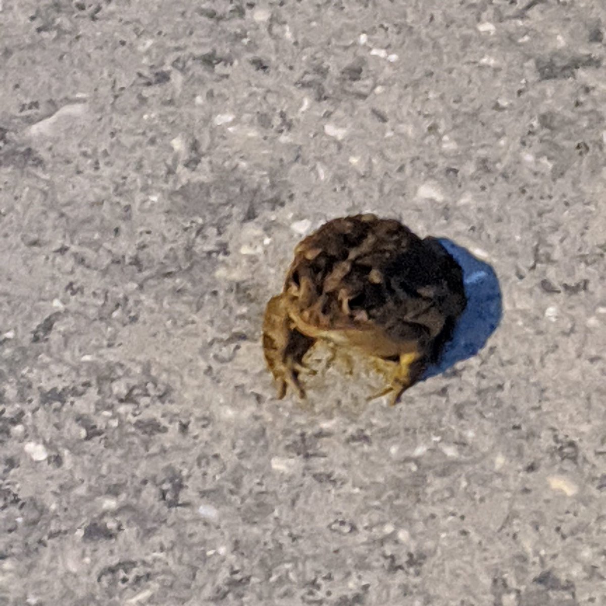 This guy hanging out on the sidewalk afraid of no one. #frogs