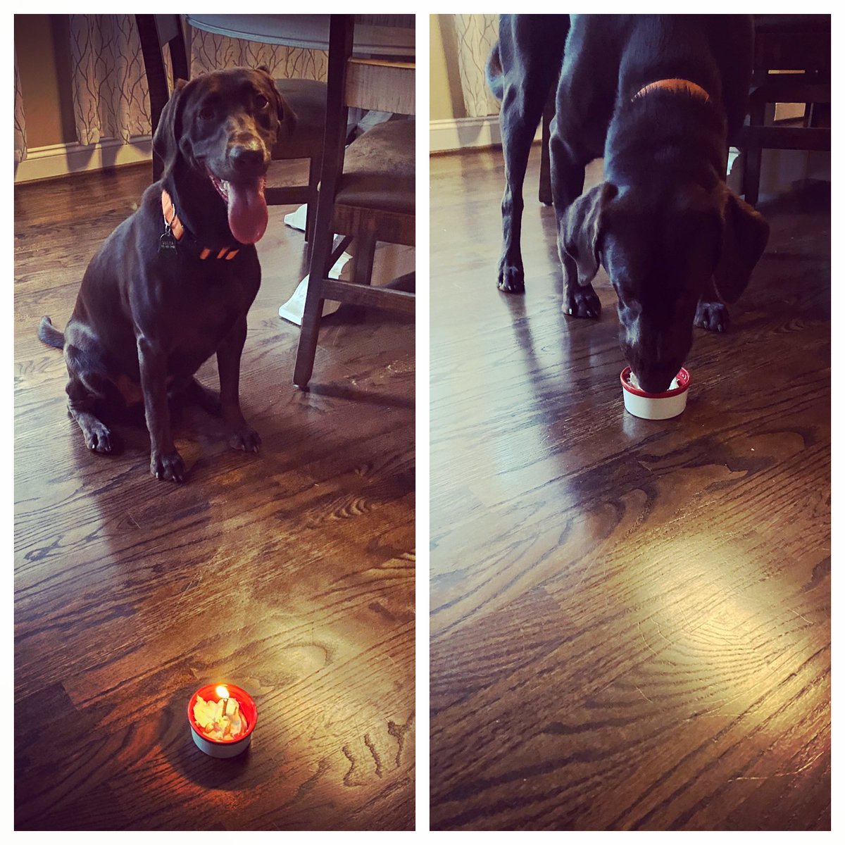 jsj2012's tweet photo. Happy Birthday Delta! One year old today! 🐾🎉🍦 https://t.co/y8fh1Aa0za