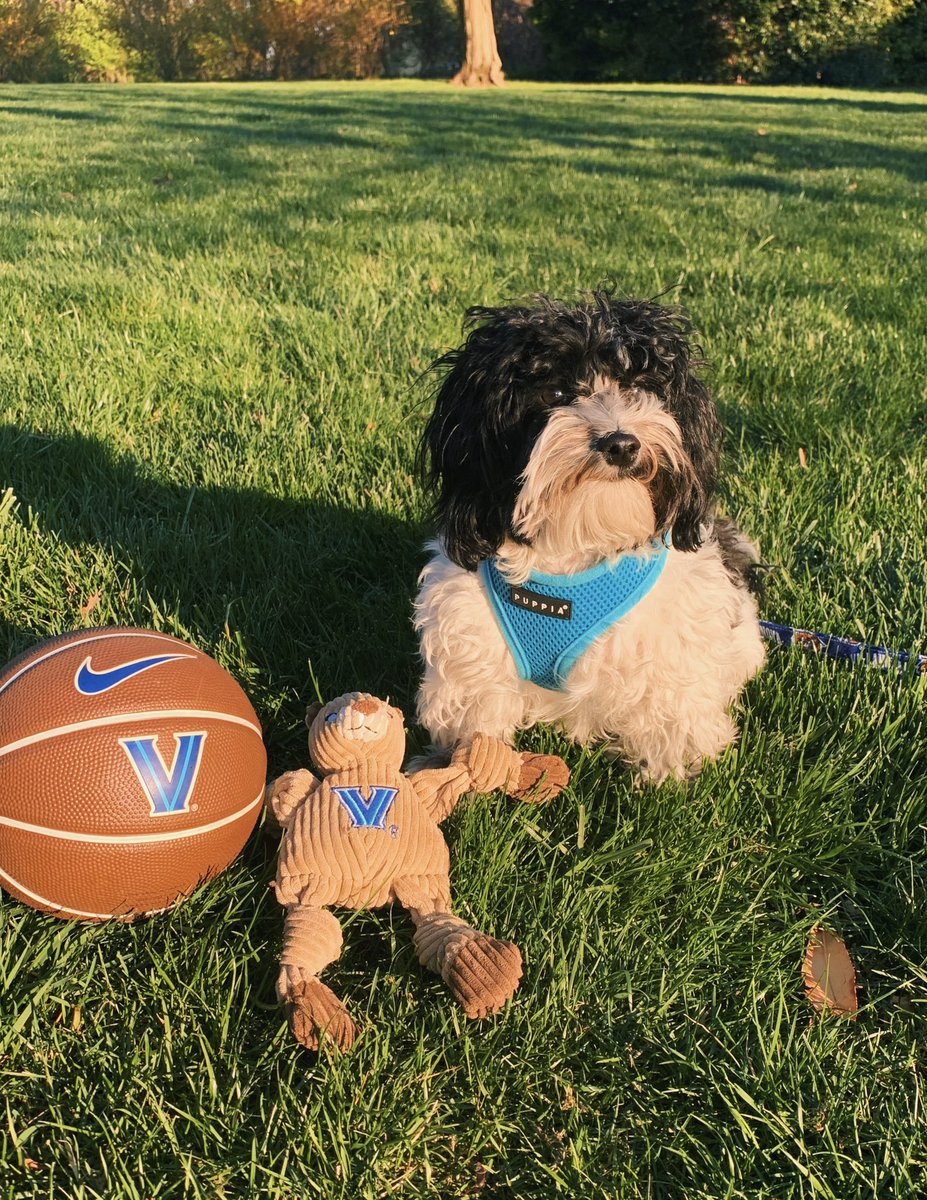 marcrlederman's tweet photo. @NovaAthletics #Novapets Nova Nation meet the newest member of our Nova family - Nova. https://t.co/qDBAl7C8dC