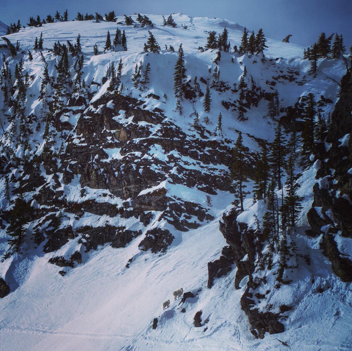 "Goats 🐐! I find them to bring great blessings in the mountains. I believe they are good omens while on your mountainous path. They are baaaaaaadasses."⁠

⁠
💬&amp; 📸 @powslashingwigley⁠
#TheRealStoke #Revelstoke #ExploreBCLater