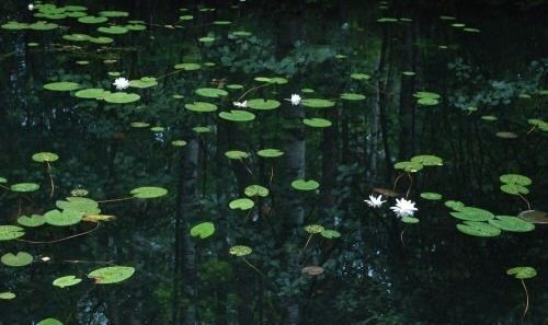 artemisinfurs's tweet photo. green truly is one of the prettiest colors https://t.co/Vw4VNhs8IA