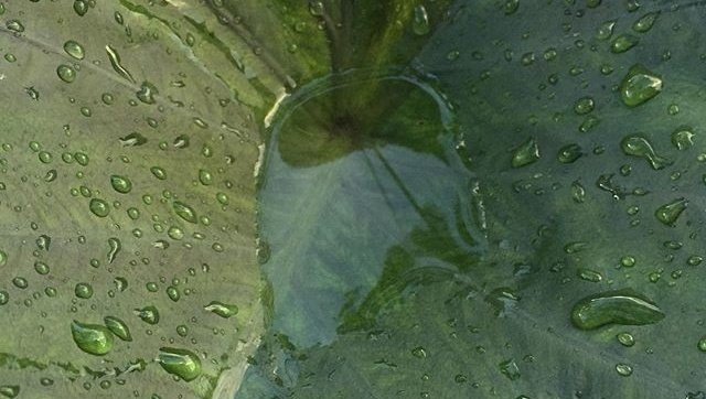 artemisinfurs's tweet photo. green truly is one of the prettiest colors https://t.co/Vw4VNhs8IA