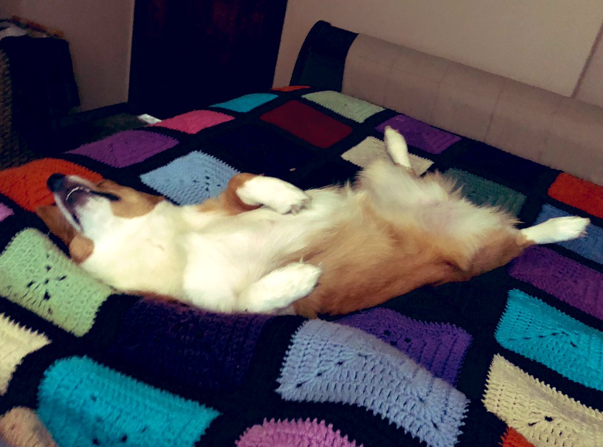 Just a picture of Luna living her best life and napping on the bed. #lunapetuniathecorgi #ohmycorgi  #corgi