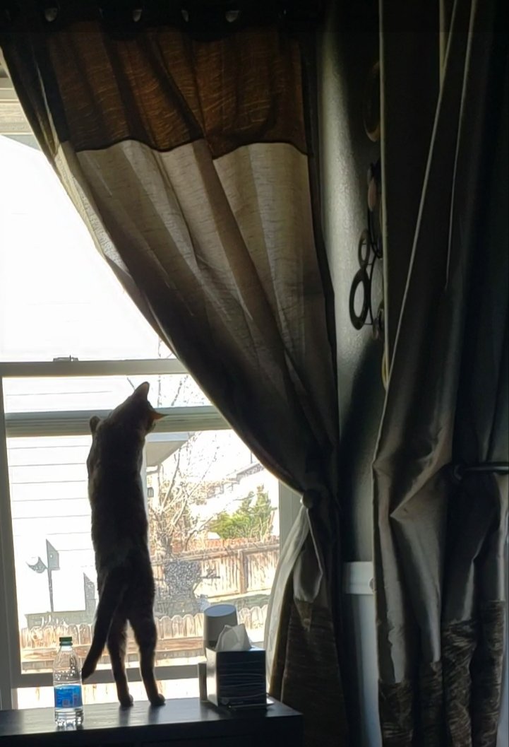 astic_cat's tweet photo. Pet Human- I know Maxwell.  I wish I could go into the out too. 
#Cats #Cat #CatsOfTwitter #Catastic  #CatsOfTheQuarantine https://t.co/yZUzOCn8wd