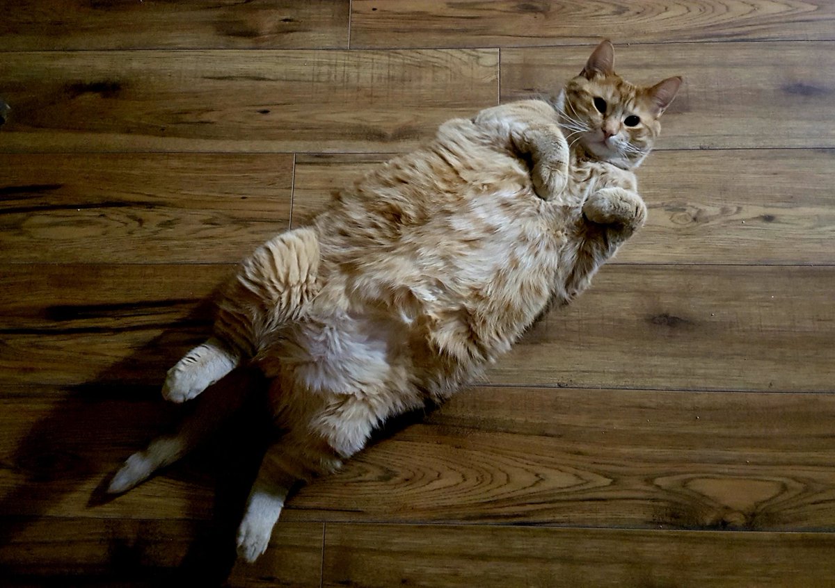 MeowMoeDotCom's tweet photo. #Rub the #Belleh?
#Cats #Cat #Kittens #Kitten #Kitty #Pets #Pet #Meow #Moe #CuteCats #CuteCat #CuteKittens #CuteKitten #MeowMoe
https://t.co/v75prqD3hX
. https://t.co/09wWxhkpBh