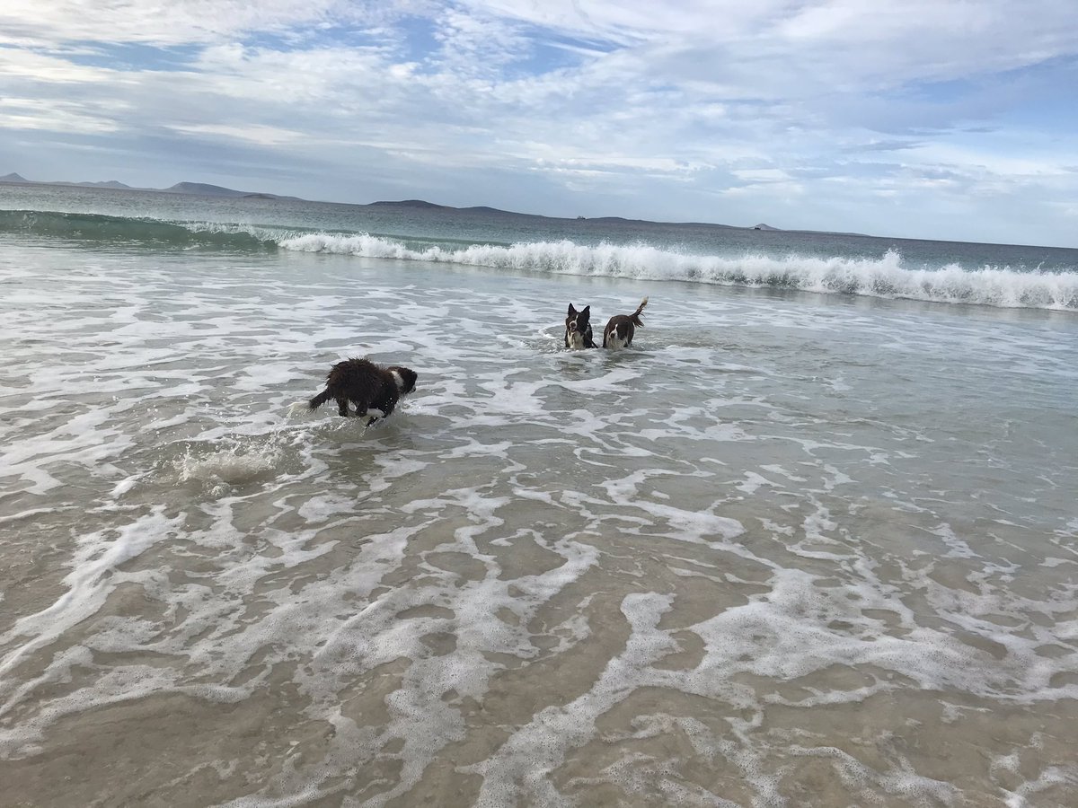 SaysEmmaField's tweet photo. Venturing into the ocean...in three frames. Swirly the wonder dog realised the joy of the ocean... #easterisolation #beachlife https://t.co/NGuoWbXPAb