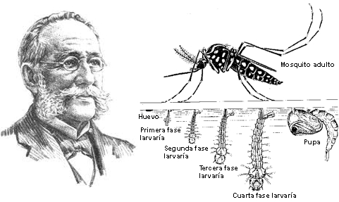 La transmisión de la fiebre amarilla fue un misterio para la ciencia durante siglos hasta que en 1881 el cubano Carlos Finlay descubrió el papel del mosquito Aedes. En 1901 la enfermedad fue erradicada de La Habana y en pocos años se volvió rara en el Caribe.