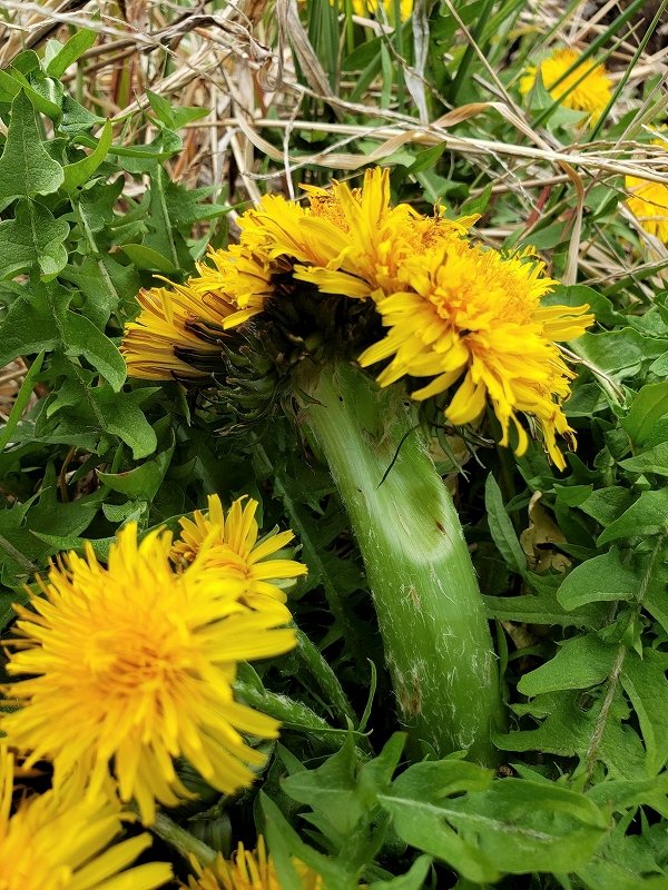 帯化 Twitter Search Twitter 帯化 Twitter Search Twitter