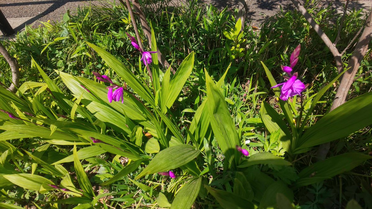 歩き旅応援舎 歩けばすべてのことが見えてくる 足元に華奢ですが割りとはっきりした赤紫の花 紫蘭 シラン が咲いてます 花言葉の１つに 貴方を忘れない があるそうです 今までこの花を知らんかった方もちょっと覚えてあげて下さい B 散歩は問題