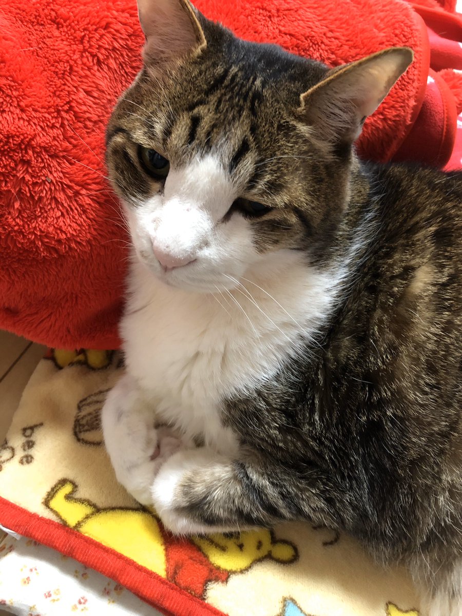 あつこ 雨のせいでアンニュイなミントさん 老猫 16歳 人間なら80歳 猫 ねこ好き ねこと暮らす 老猫のいる暮らし キジトラ白 にゃんすたぐらむ 猫好きさんと繋がりたい ねこすたぐらむ
