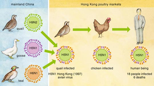 Desde su reaparición generalizada en 2003 y 2014, las infecciones esporádicas por H5N1 (gripe aviar) y poco comunes por este virus en seres humanos comenzaron a informarse en Asia y más adelante en África, Europa y Oriente Medio