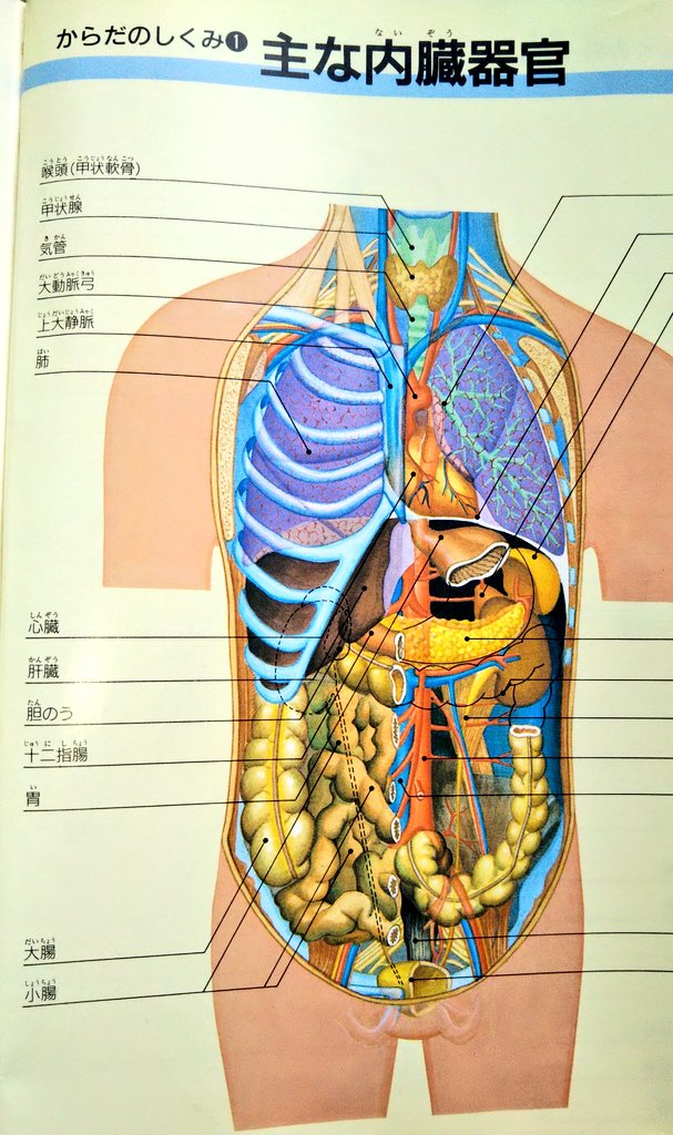 تويتر カエルチャン على تويتر 大掃除してたら中学生の時の保健体育の教科書が出てきた もう捨てたので マンデラエフェクト的な 意味で画像を貼っておきますね T Co A0ciqweqx8