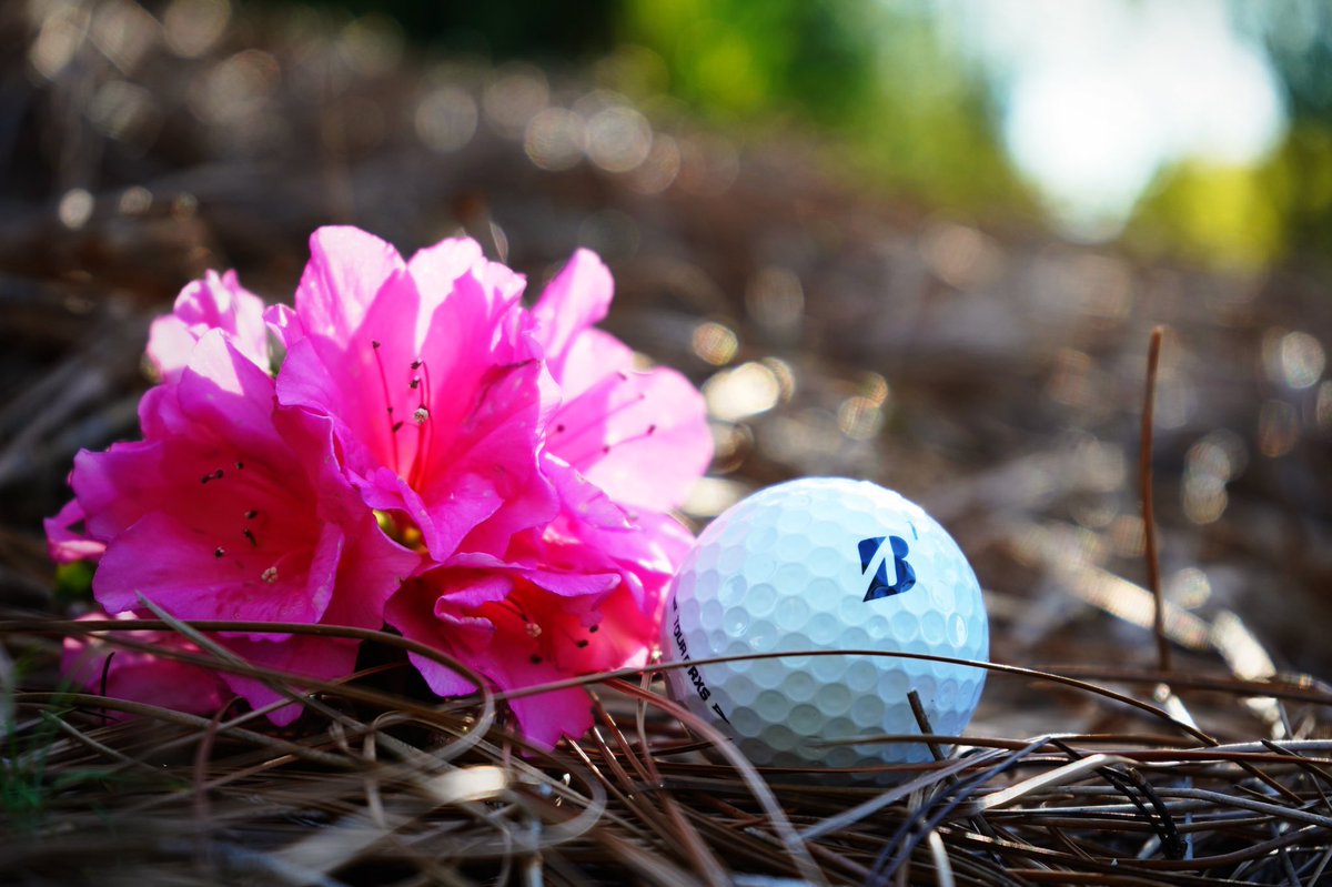 bridgestonegolf's tweet photo. 🌺HUGE April Prize Package🌺

For the chance to win this ultimate April Prize Package:
🌸RETWEET
🌸FOLLOW @bridgestonegolf 
🌸SIGN UP > https://t.co/AI4XKaxZHG

⭐️TAG 2 friends who need this too!

▪️ (1) Grand Prize Winner
▪️ (3) 2nd Prize Winners 
▪️ (100) 3rd Prize Winners https://t.co/BmqsntrqR7