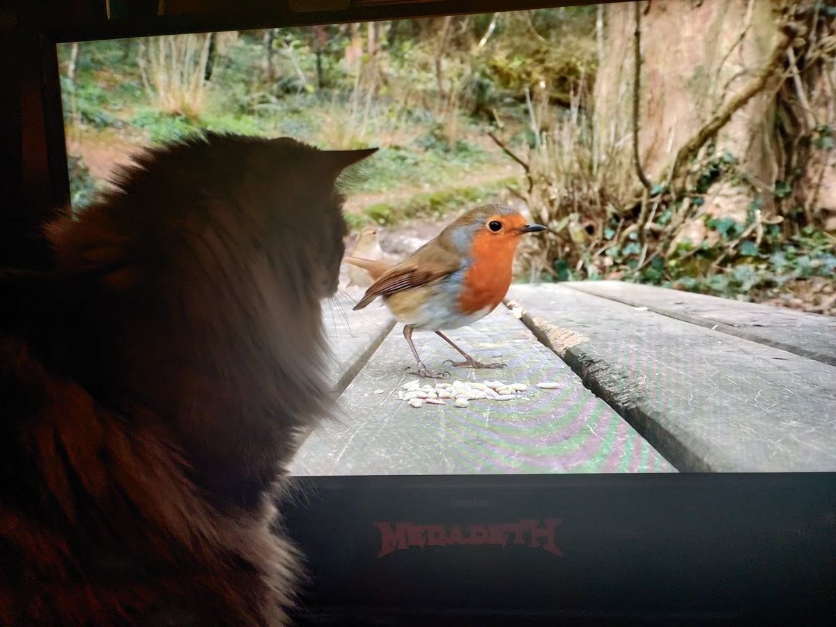 thetravdude's tweet photo. Pucca likes to watch the birds on YouTube.
#cat #kitty #youtube https://t.co/lDtcK00Dvf