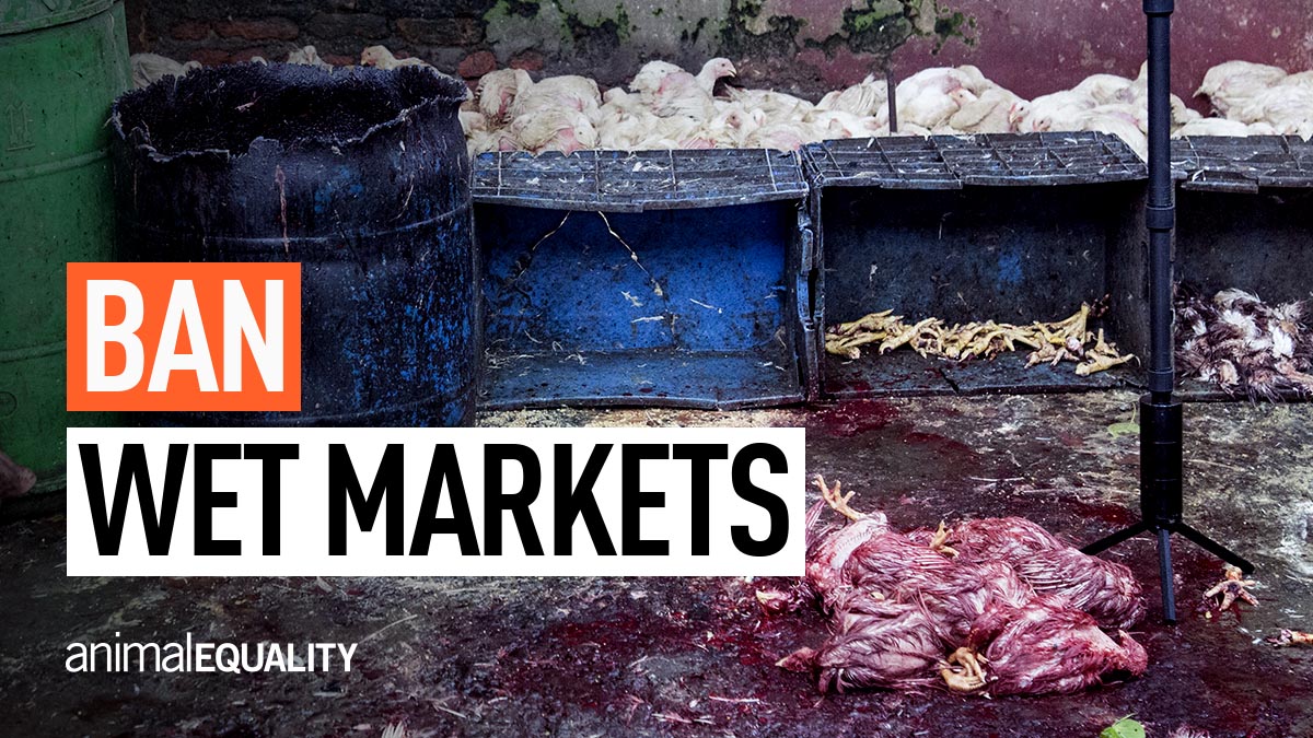 Many scientists believe #COVID19 started in a wet market. They’re breeding grounds for disease &amp; torture for animals. #letsbanwetmarkets <a href="/UN/">United Nations</a>