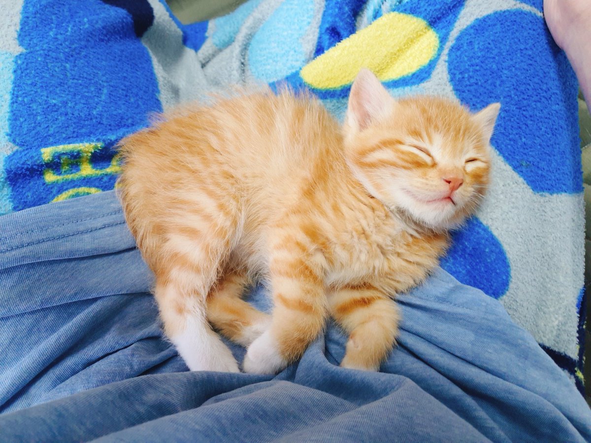 Springtime_Cat's tweet photo. 크어어억 https://t.co/y6CMsLfmWn