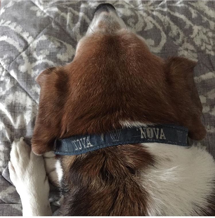 amyzambranoyoga's tweet photo. Happy #NationalPetDay from my Downward Dog @NovaAthletics Lovin' Beagle ✌🏼💙She stays hungry &amp; humble, all Wright!! 🏀#NOVAPETS  #OnceaWildcatAlwaysaWildcat #Novanation #yogadog https://t.co/nL6T3l7kbf