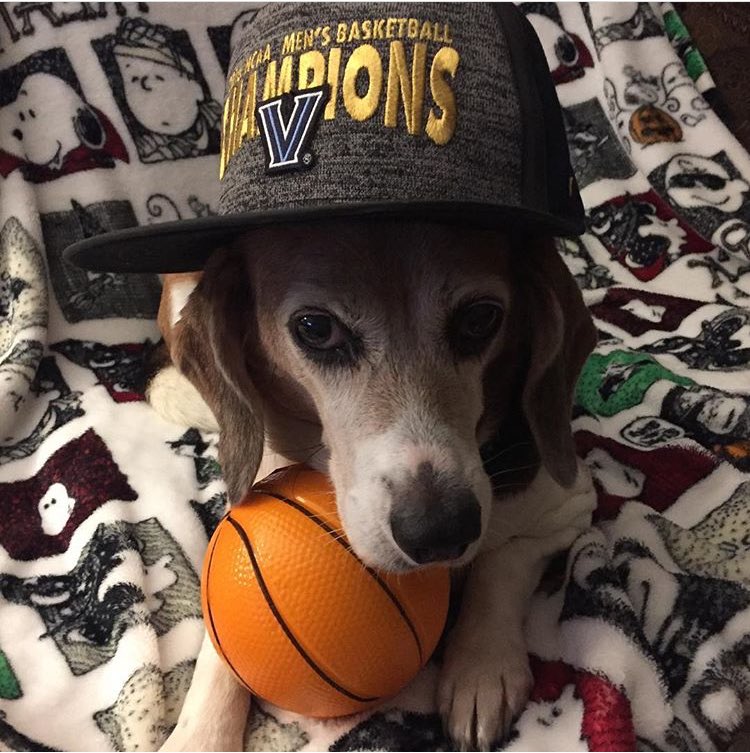 amyzambranoyoga's tweet photo. Happy #NationalPetDay from my Downward Dog @NovaAthletics Lovin' Beagle ✌🏼💙She stays hungry &amp; humble, all Wright!! 🏀#NOVAPETS  #OnceaWildcatAlwaysaWildcat #Novanation #yogadog https://t.co/nL6T3l7kbf