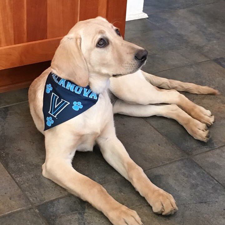 VeryAlyKate's tweet photo. @NovaAthletics Jordan is a #NovaPet! #NationalPetDay @NovaAthletics https://t.co/iuTQpZaNG4