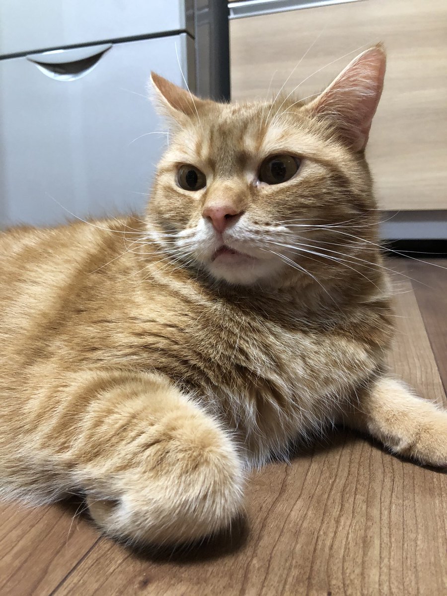 Lucky0280's tweet photo. うちの母さん、最近ずっと家にいるニャ😺 https://t.co/aRJs0QwoCL