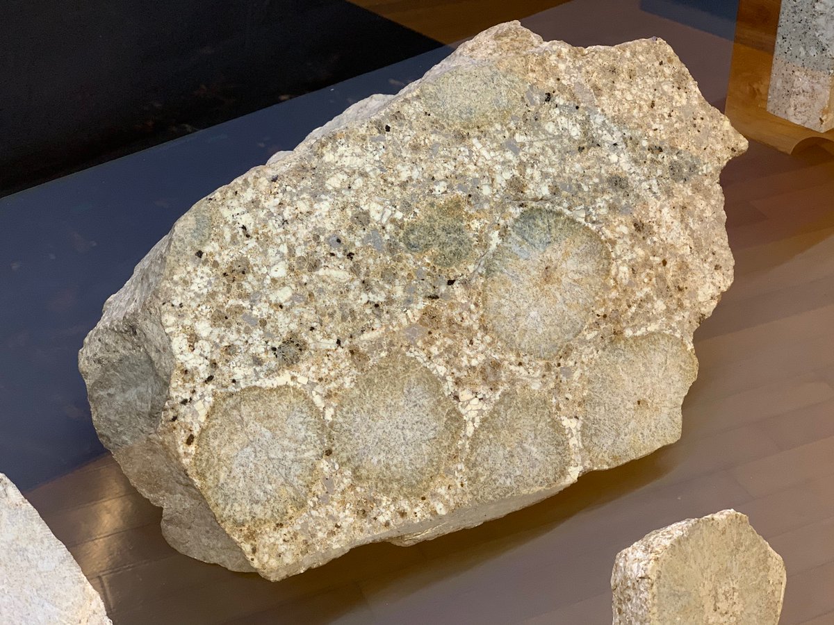 猿投山の宝物「菊石」球状花崗岩の一つです。岩石の中ではこんなふうに