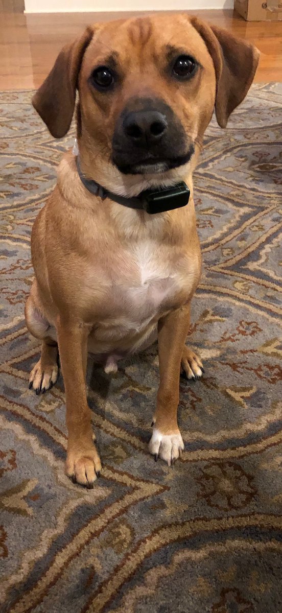 lord_sag's tweet photo. @NovaAthletics this is Archie.  And he is a very good boy.  #NOVAPETS https://t.co/5c2XkQzbFN