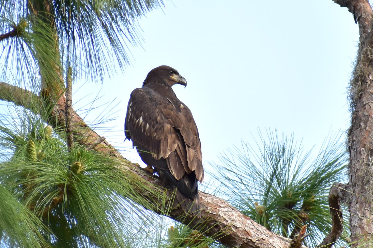 Had an urge to go for a walk to the Eagle's Nest today. So I masked up, and headed out.So glad I did!! A few highlights for you (maybe more tomorrow). Very young Bald Eagle (only a few months old)