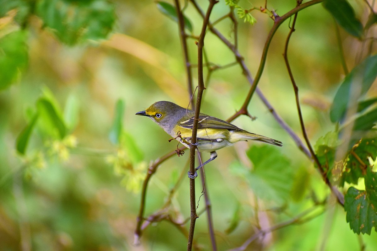 A few photos of a White-Eyed Vireo... (love these little ones)