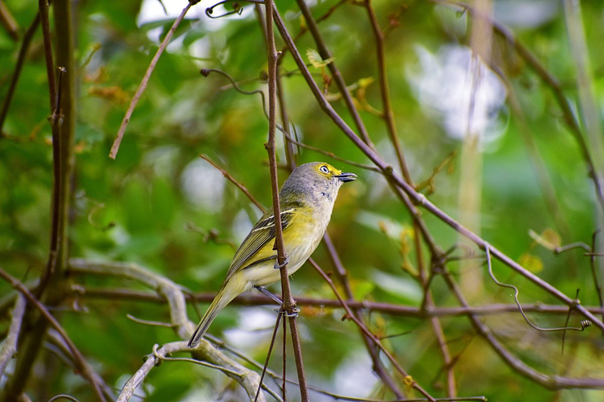A few photos of a White-Eyed Vireo... (love these little ones)