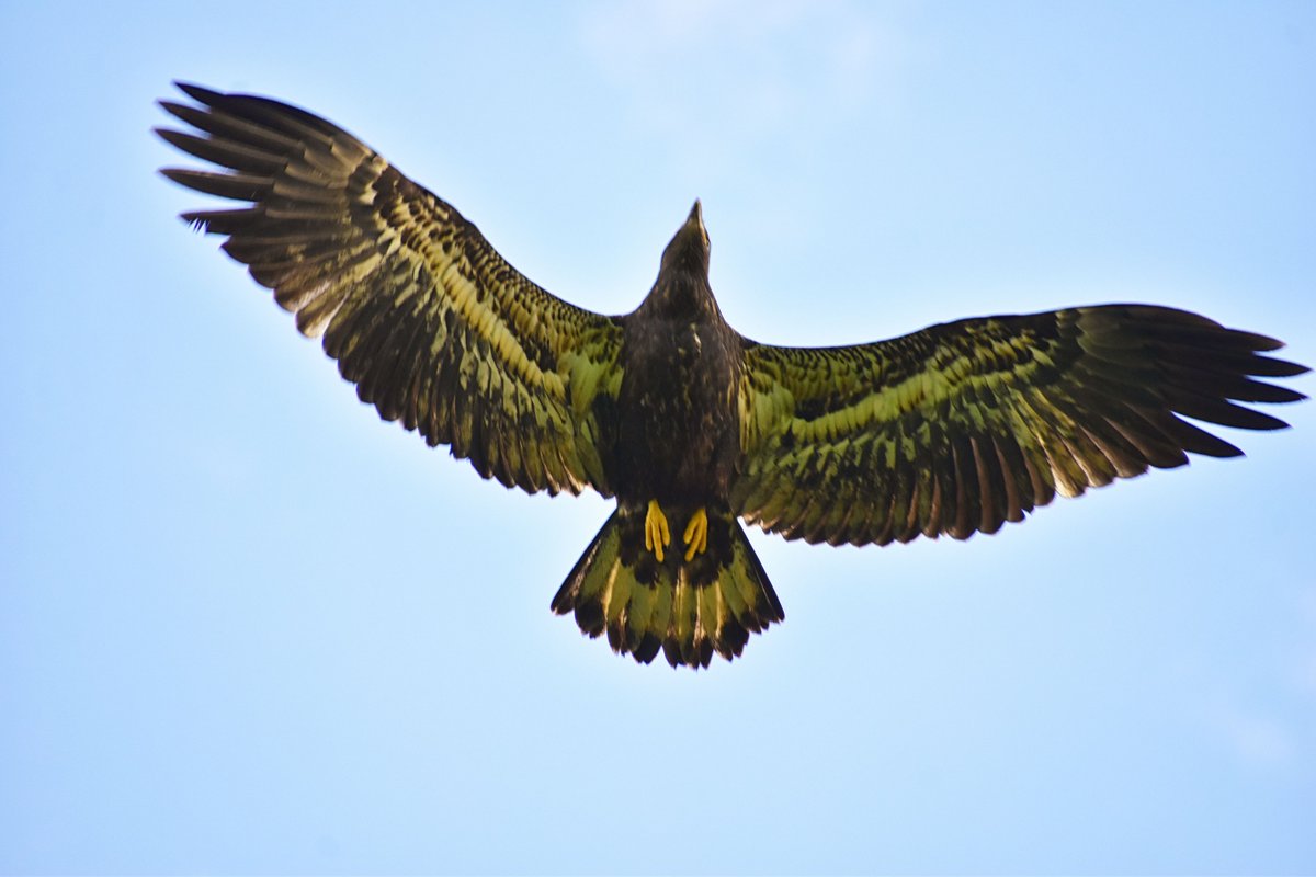 Probably not the sharpest photo I've ever gotten, but at this point I was starting to bend backwards... Fledgling Bald Eagle flying over my head.