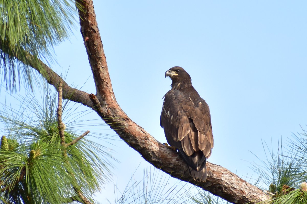 Another view of the young Bald Eagle