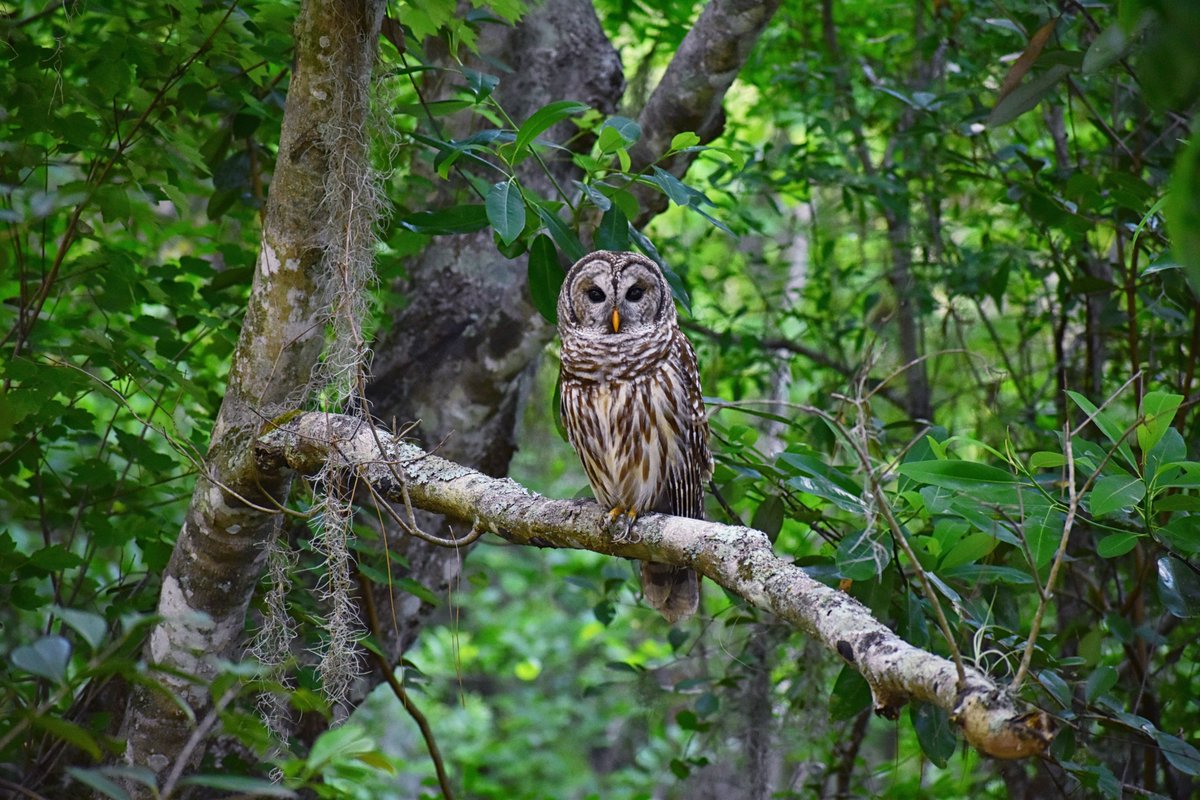 I& #39;ve shared photos in the past that I& #39;ve taken of Barred Owls - some of them I& #39;ve seen many times, since I know where they are.First time seeing this beauty today, but I& #39;ve heard it hooting many many times, along with its mate.