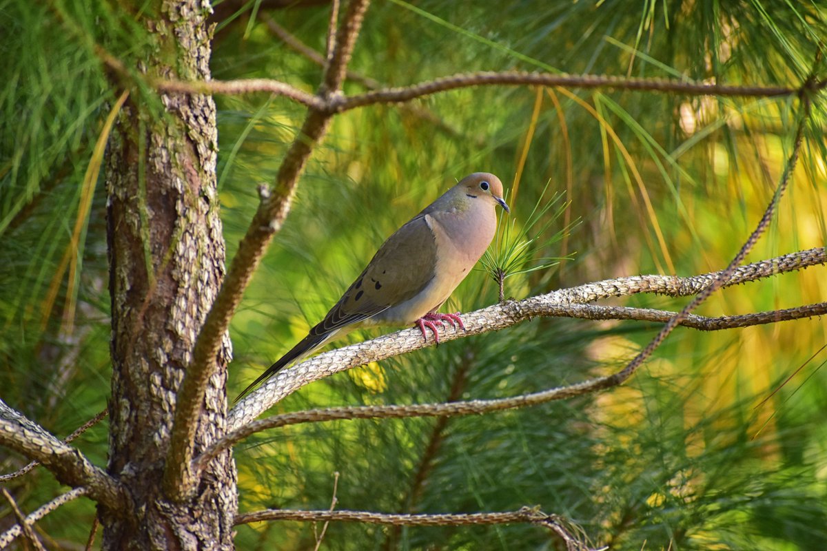Mourning Dove, cooing