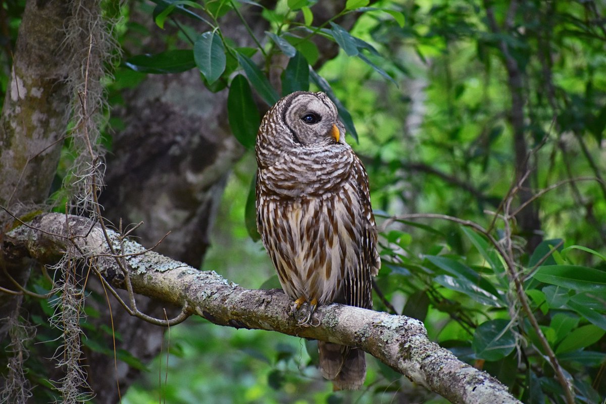 Another view of the Barred Owl from today (did not see its mate, or any young ones)