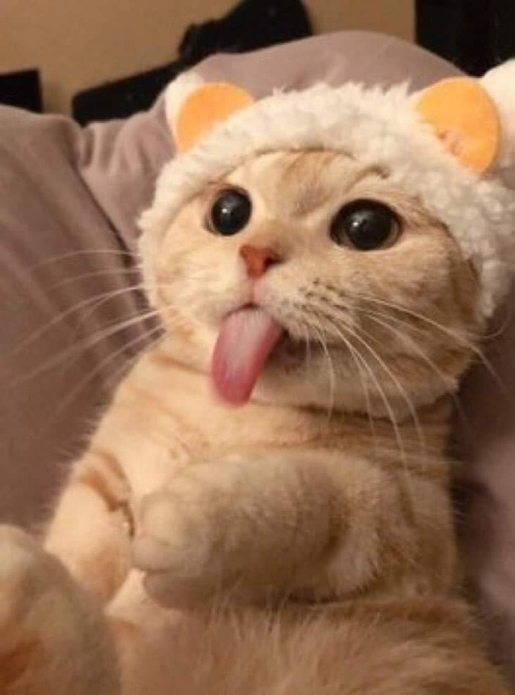 FluffyFrens's tweet photo. https://t.co/FagqKSBVMs