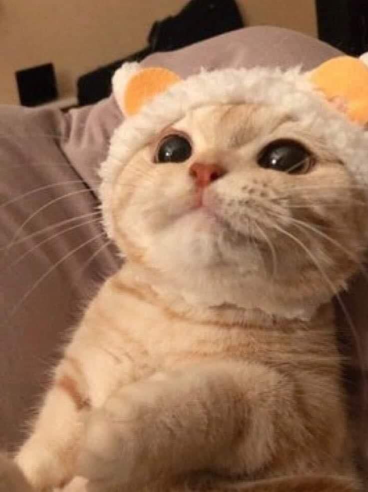 FluffyFrens's tweet photo. https://t.co/FagqKSBVMs