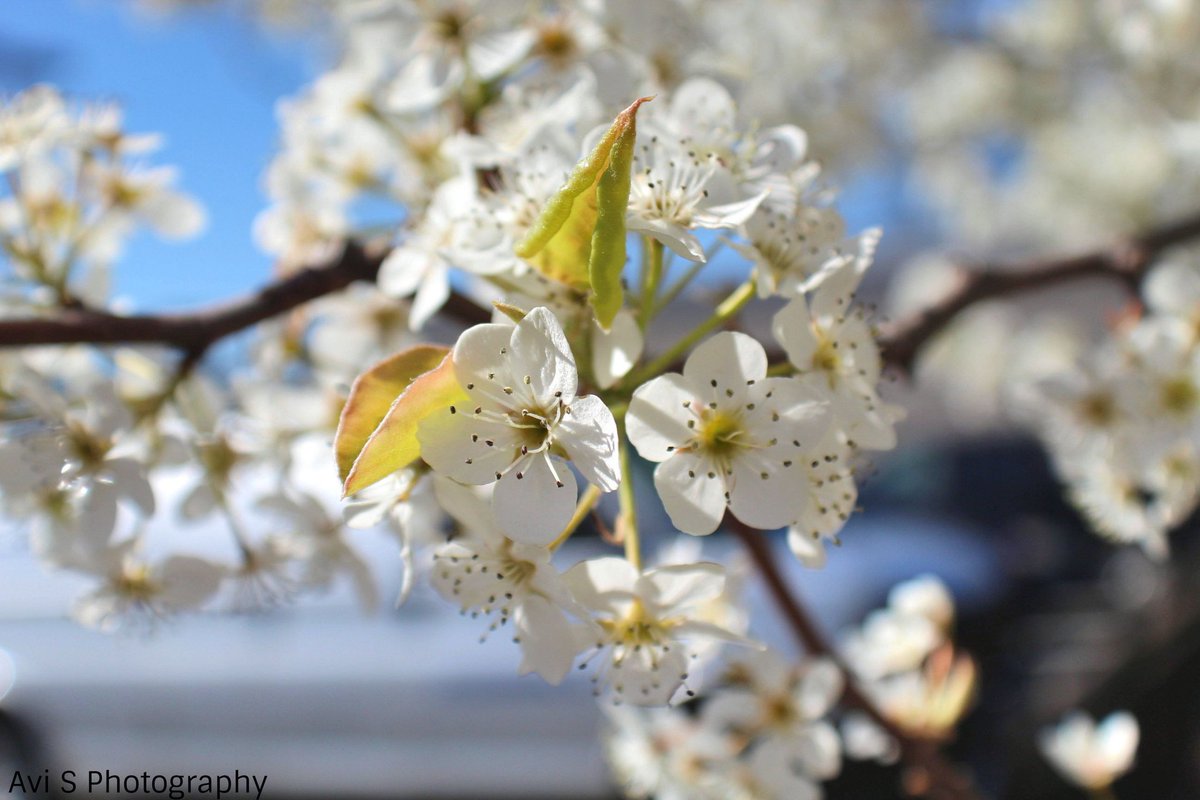 First sides of spring, beautiful cherry blossoms around town.  #SpringTime  #spring  #SpringFlowers  #cherryblossoms  #cherryblossom  #canonfav  #canonrebel  #canonphotography  @AngelicaKamen  @Laura_Wicca