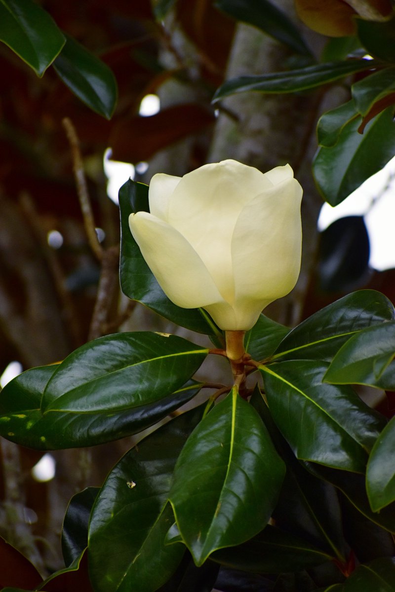 The Magnolias are blooming