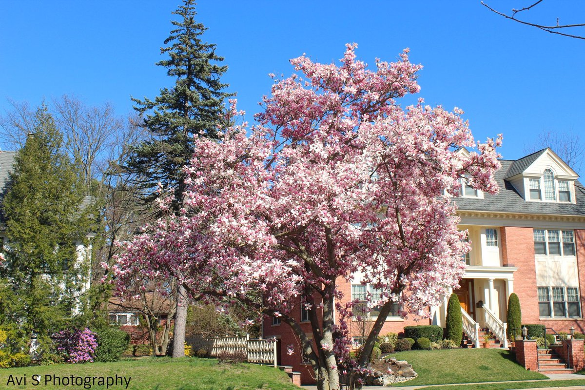 First sides of spring, beautiful cherry blossoms around town.  #SpringTime  #spring  #SpringFlowers  #cherryblossoms  #cherryblossom  #canonfav  #canonrebel  #canonphotography  @AngelicaKamen  @Laura_Wicca