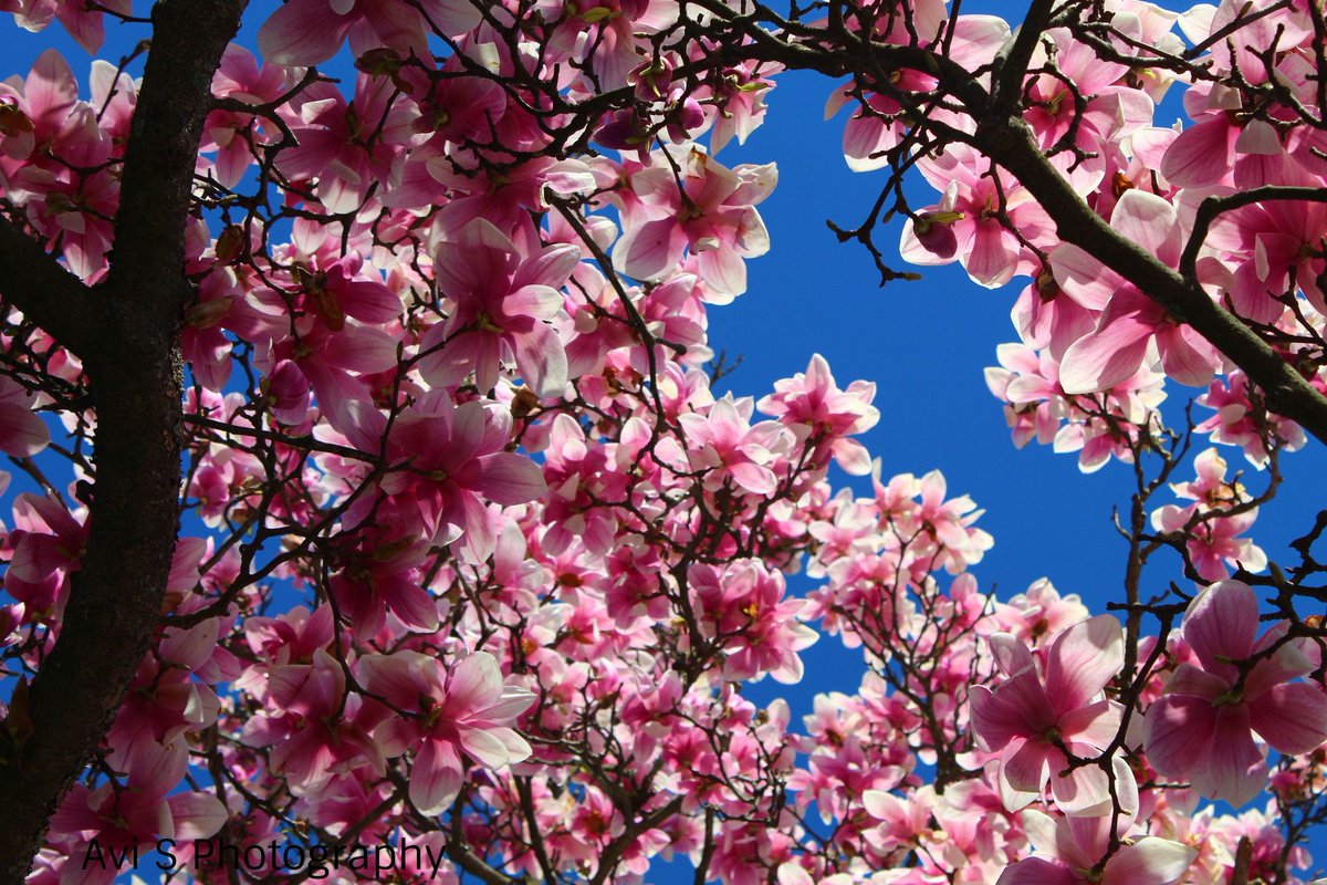 First sides of spring, beautiful cherry blossoms around town.  #SpringTime  #spring  #SpringFlowers  #cherryblossoms  #cherryblossom  #canonfav  #canonrebel  #canonphotography  @AngelicaKamen  @Laura_Wicca