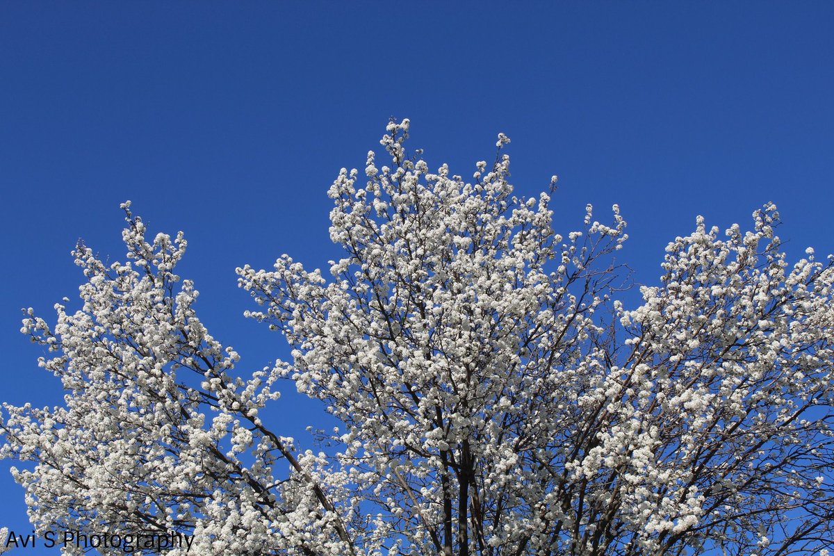 First sides of spring, beautiful cherry blossoms around town.  #SpringTime  #spring  #SpringFlowers  #cherryblossoms  #cherryblossom  #canonfav  #canonrebel  #canonphotography  @AngelicaKamen  @Laura_Wicca